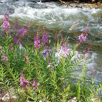 Fireweed