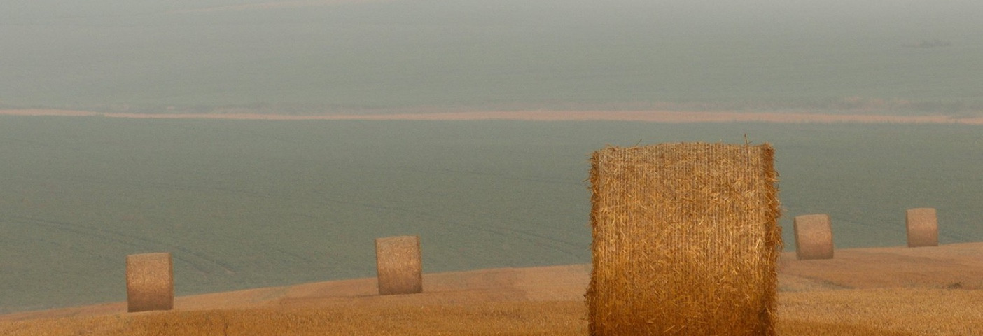 Bails of hay